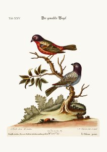 De geschilderde vink, 1749-73
